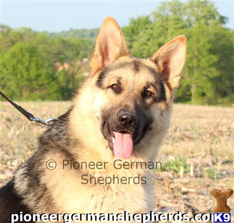 GiantGSDs Picture 2